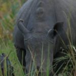 Ruparelia-Foundation-names-new-babay-rhino