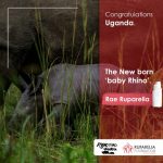 Uganda’s newest baby rhinoceros named Rae Ruparelia-ruparelia-foundation