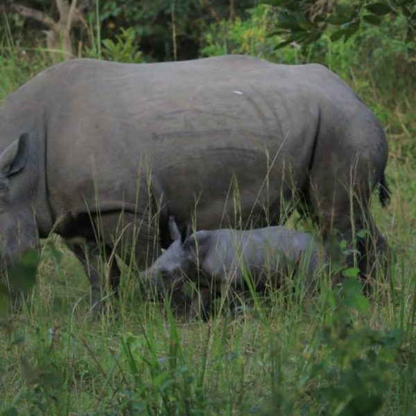Uhuru-and-ReaRuparelia-the-baby-rhino-named-by-Ruparelia-Foundation